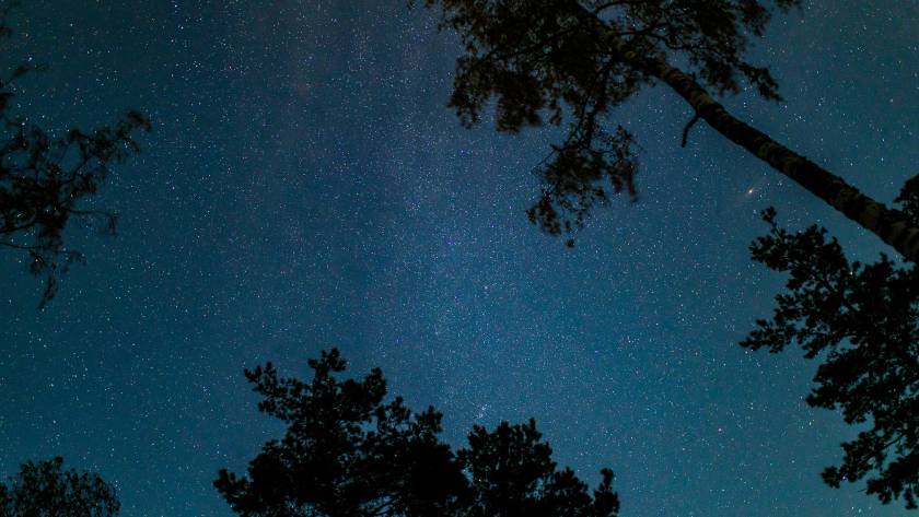 stary night sky above silhouette of trees