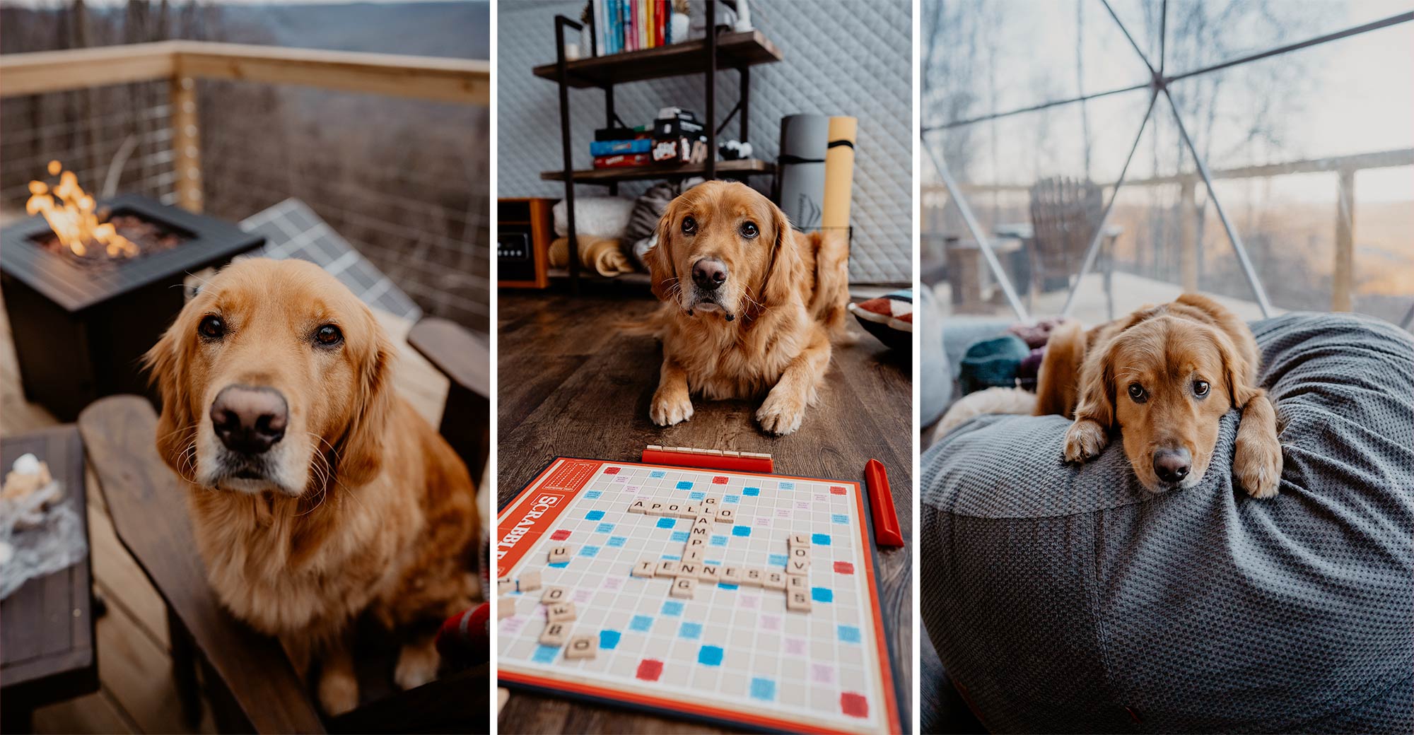 Golden Retriever dog playing board games and relaxing in a geodesic glamping dome