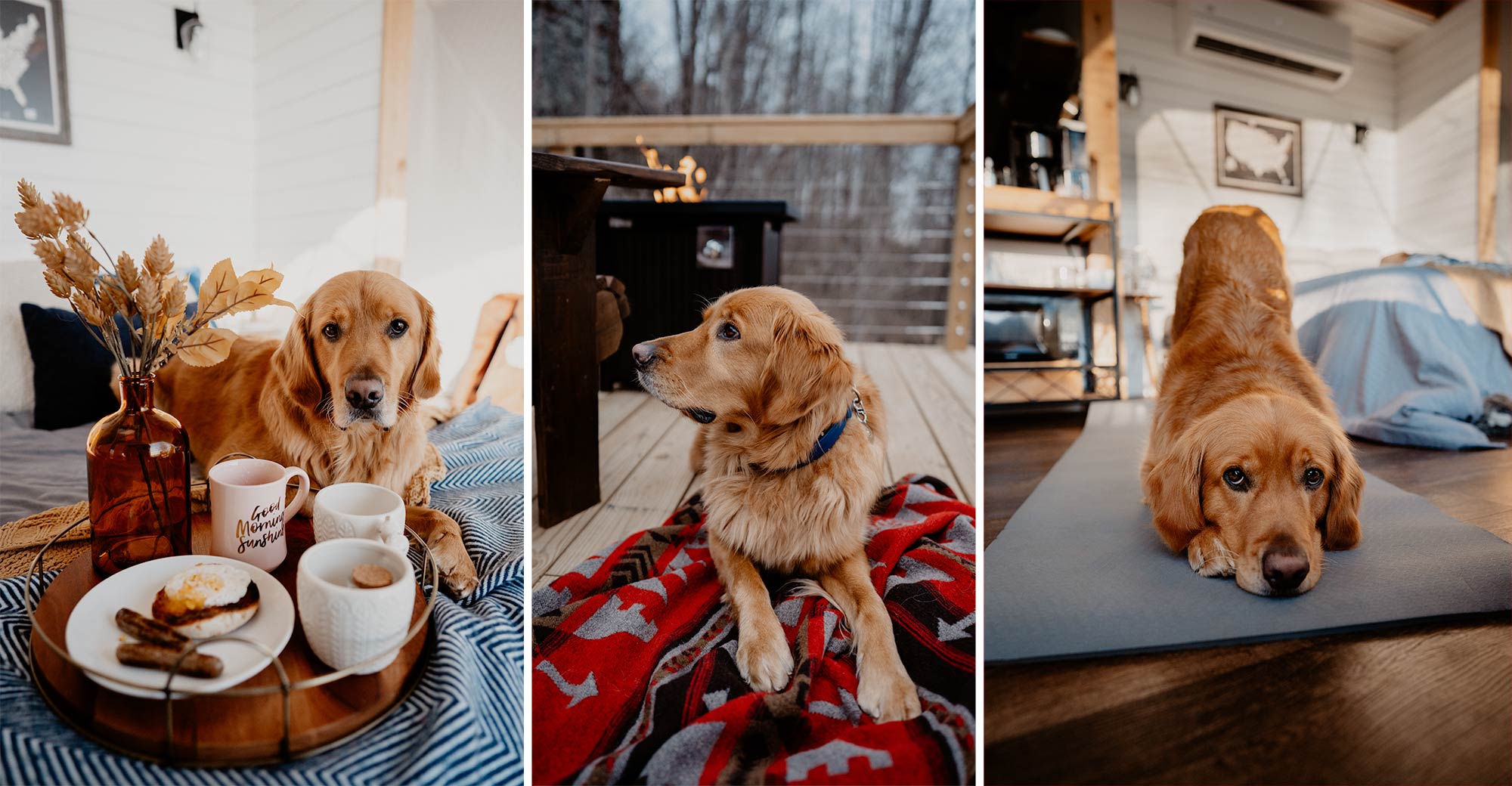 Golden Retriever dog relaxing in a glamping dome near Nashville Tennessee