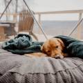 Unleash Adventure: Dog-Friendly Glamping with Tennessee Glamping