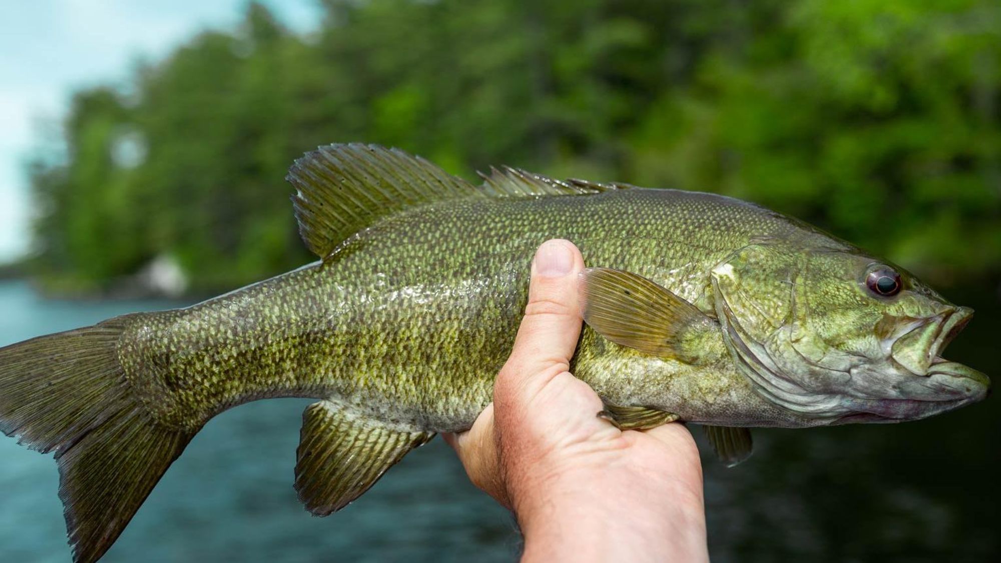 65255bc311963157475337c9_Fishing-on-the-Ocoee